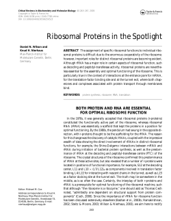 Ribosomal Proteins in the Spotlight