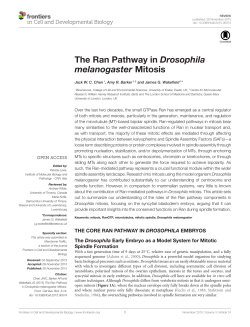 The Ran Pathway in Drosophila melanogaster Mitosis