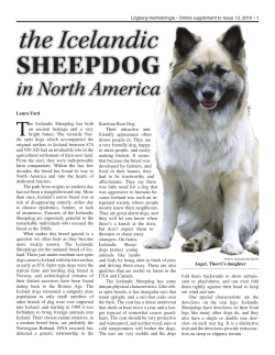 the Icelandic Sheepdog - L&ouml;gberg