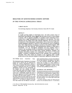 behavior of kinetochores during mitosis in the fungus saprolegnia