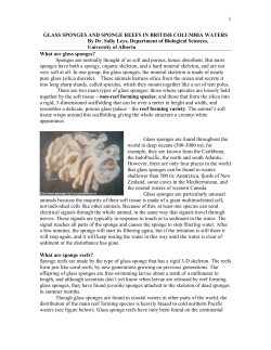 Key questions: are the sponge reefs unique to QC Basin, if not