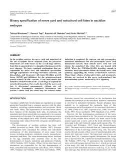 Nerve cord and notochord specification