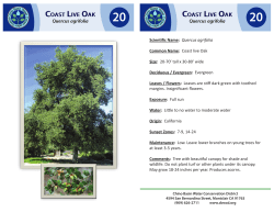 Scientific Name: Quercus agrifolia Common Name: Coast live Oak