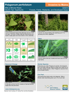 Mile-a-minute weed, Polygonun perfoliatum