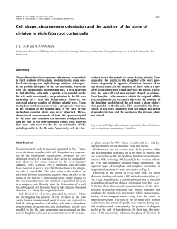 Cell shape, chromosome orientation and the position of the plane of