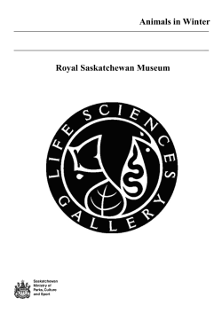 Animals in Winter Royal Saskatchewan Museum