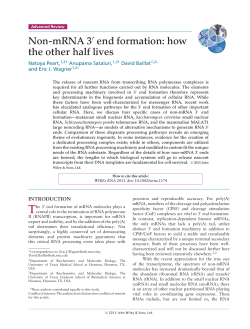 NonmRNA 3 end formation - The University of Texas Medical School
