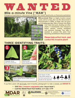 Mile-a-minute Vine (&ldquo;MAM&rdquo;)
