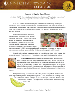 Joys of Summer - Fresh Melon