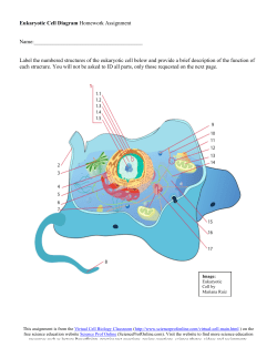 Eukaryotic Cell Diagram Homework Assignment PDF
