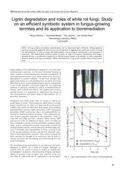 Lignin degradation and roles of white rot fungi: Study on an efficient