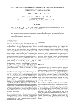 Stomach stones from Emperor Penguin Aptenodytes forsteri
