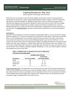 Irrigating Blueberries