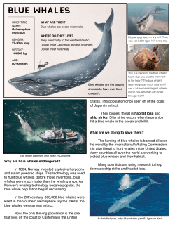 Blue whales info sheet