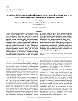A sex-linked allele, autosomal modifiers and temperature