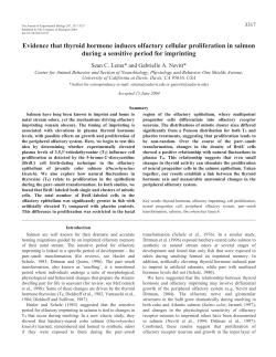 Evidence that thyroid hormone induces olfactory cellular