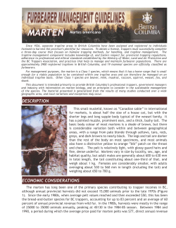 Marten - Ministry of Environment