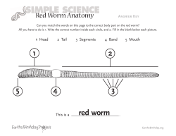 Red Worm Anatomy