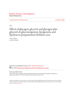 Effects of glucagon, glycerol, and glucagon plus glycerol on