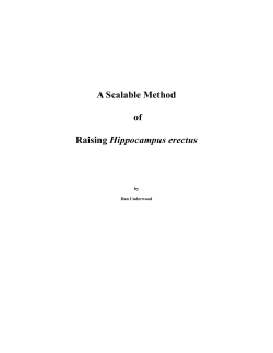 A Scalable Method of Raising Hippocampus erectus