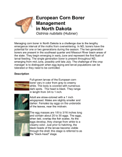 European Corn Borer Management in North