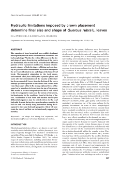 Hydraulic limitations imposed by crown placement determine final