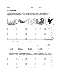 Food Web Review - davis.k12.ut.us