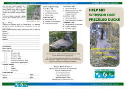 Sponsor a duck - Hunter Wetlands Centre