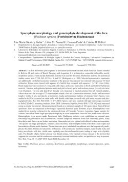 Sporophyte morphology and gametophyte development of the fern