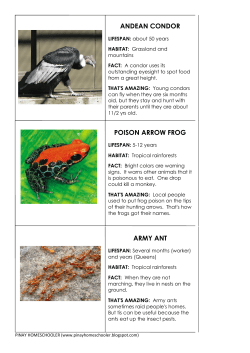 South American Animals