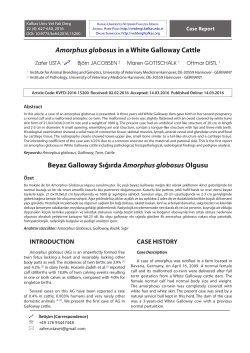 Amorphus globosus in a White Galloway Cattle