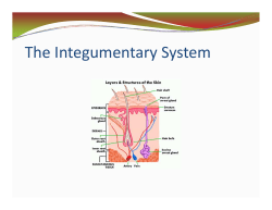 The Integumentary System
