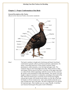 UNDERSTANDING TURKEY HISTORY AND HOW TO PICK