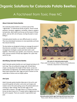 Organic Solutions for Colorado Potato Beetles