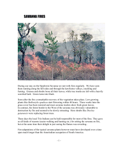 savanna fires - Plants of the Sipaliwini Savanna