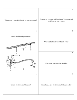 1 2 What are the 2 main divisions in the nervous system? Contrast