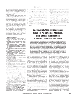 Caenorhabditis elegans p53: Role in Apoptosis, Meiosis, and Stress