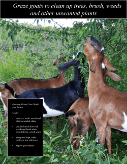 Graze goats to clean up trees, brush, weeds and other unwanted