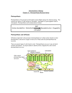 light chlorophyll