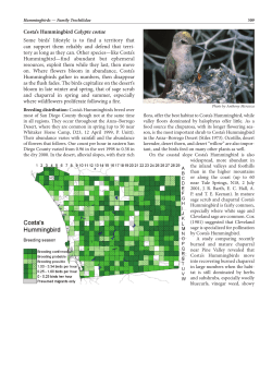 Costa`s Hummingbird - San Diego Plant Atlas