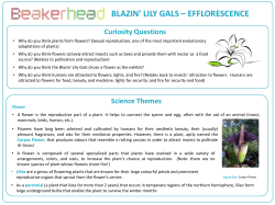 blazin` lily gals &ndash; efflorescence