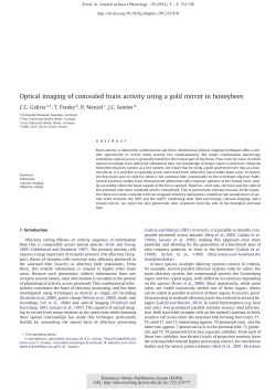Optical imaging of concealed brain activity using a