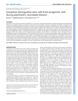 klumpfuss distinguishes stem cells from progenitor