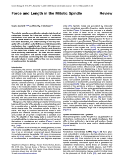 Force and Length in the Mitotic Spindle