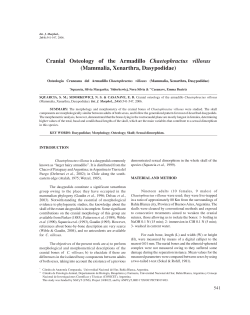 Cranial Osteology of the Armadillo Chaetophractus villosus