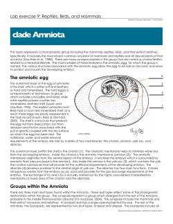 clade Amniota