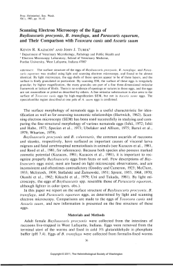 Scanning Electron Microscopy of the Eggs of