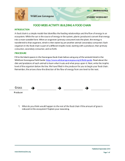Building a Food Chain