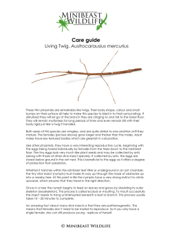 Living Twig, Austrocarausius mercurius