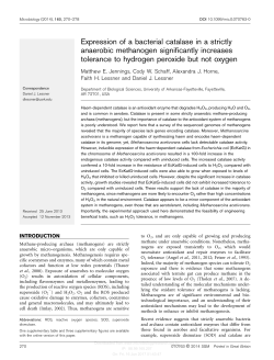 Expression of a bacterial catalase in a strictly